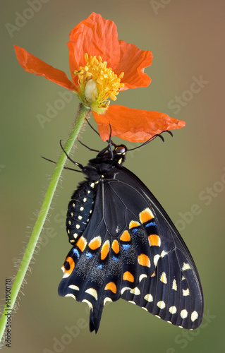 Canvas Print Black swallowtail clinging to poppy