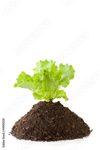 lettuce growing from soil
