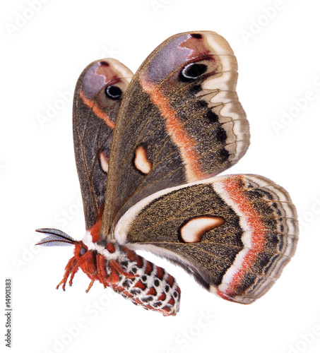 Flying Cecropia moth isolated on white