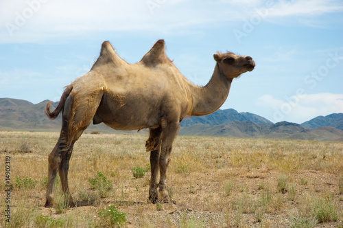 Camel at the mountain landscape