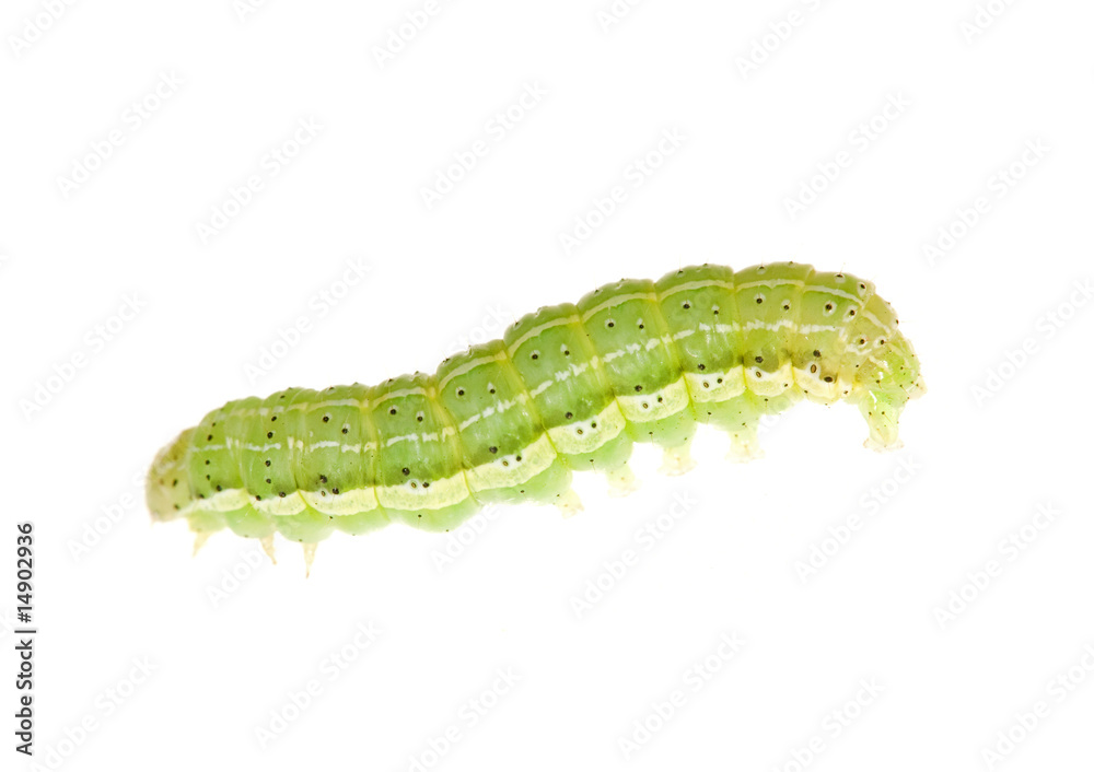 Obraz premium green caterpillar