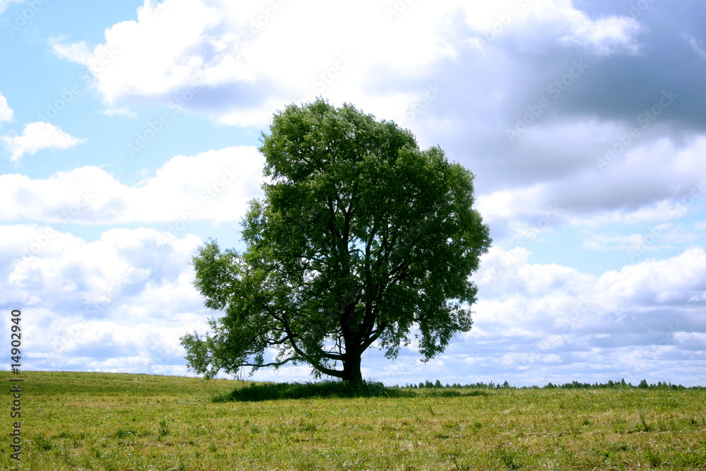 Obraz premium tree against blue sky