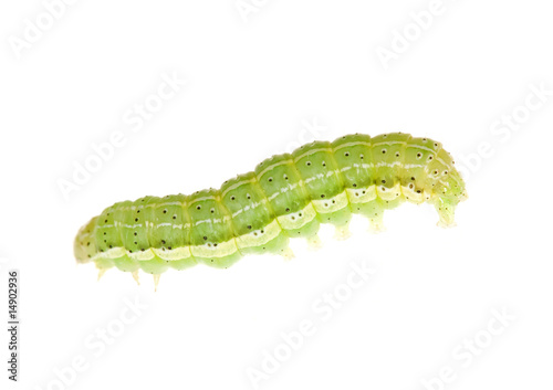 green caterpillar photo