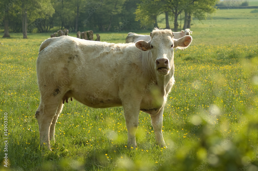 Fototapeta premium Charolais Kuh