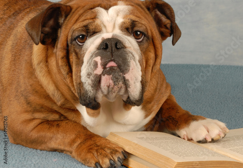 english bulldog mulling over the pages of a novel © Willee Cole