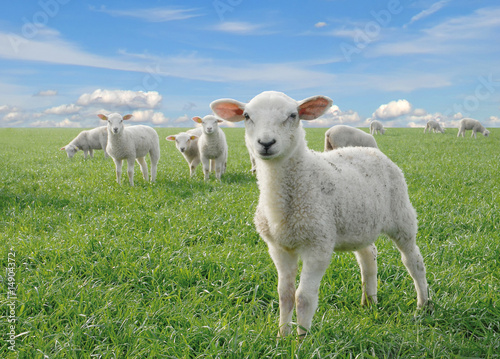 cute little lambs