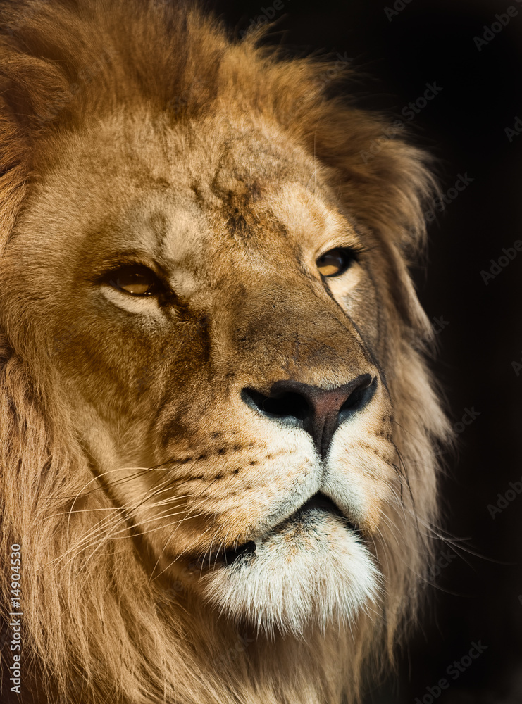 Fototapeta premium lion