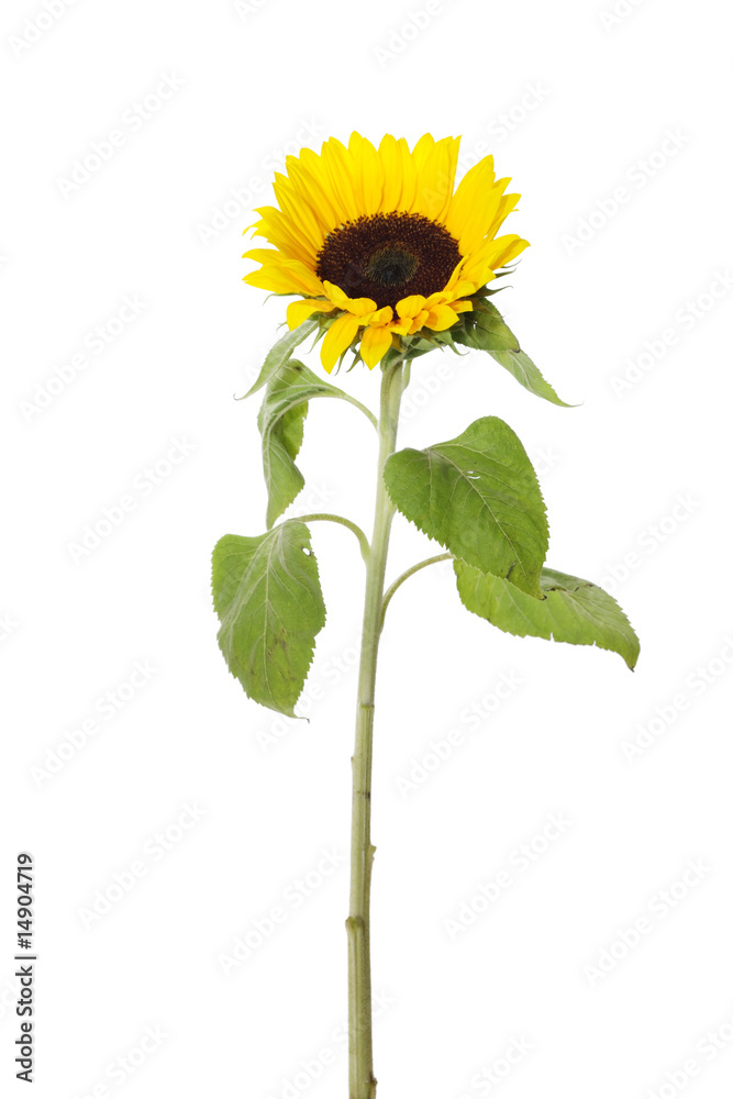 Fototapeta premium Sunflower 3
