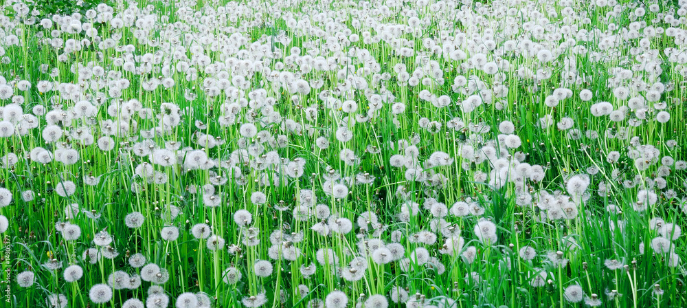 Dandelion field