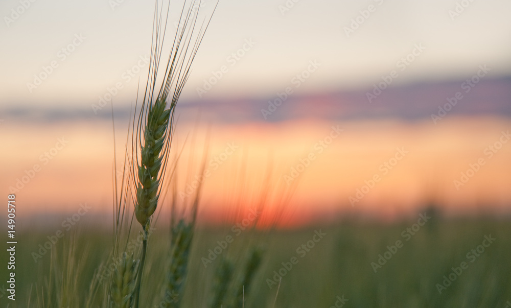 Fototapeta premium Wheat and sunset