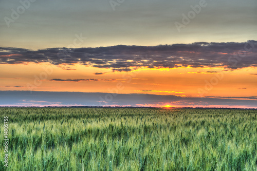 Wheat and sunset
