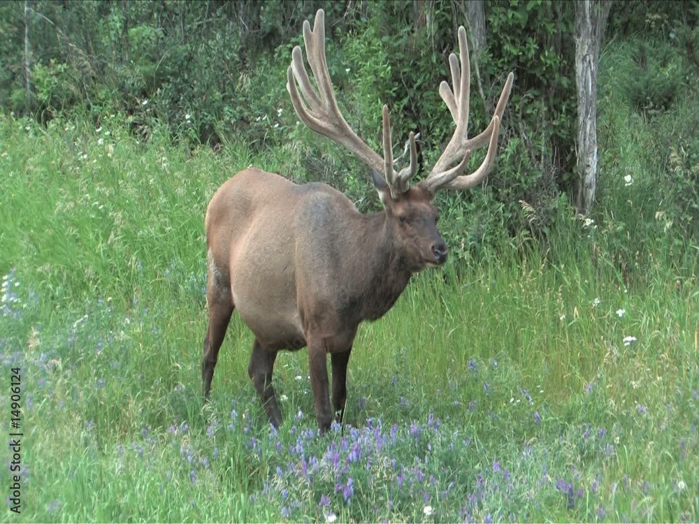 Elk with velvet antlers grazing on summer flowers Elk with velvet antlers grazing on summer flowers