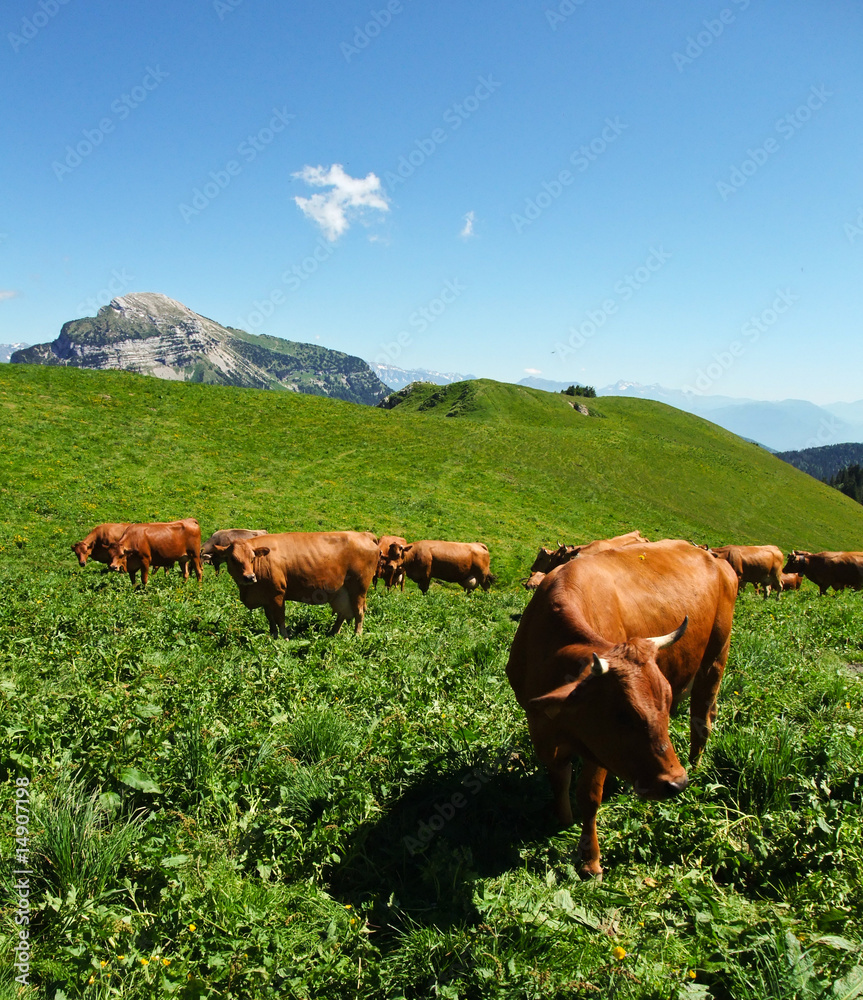 Obraz premium Vache alpine