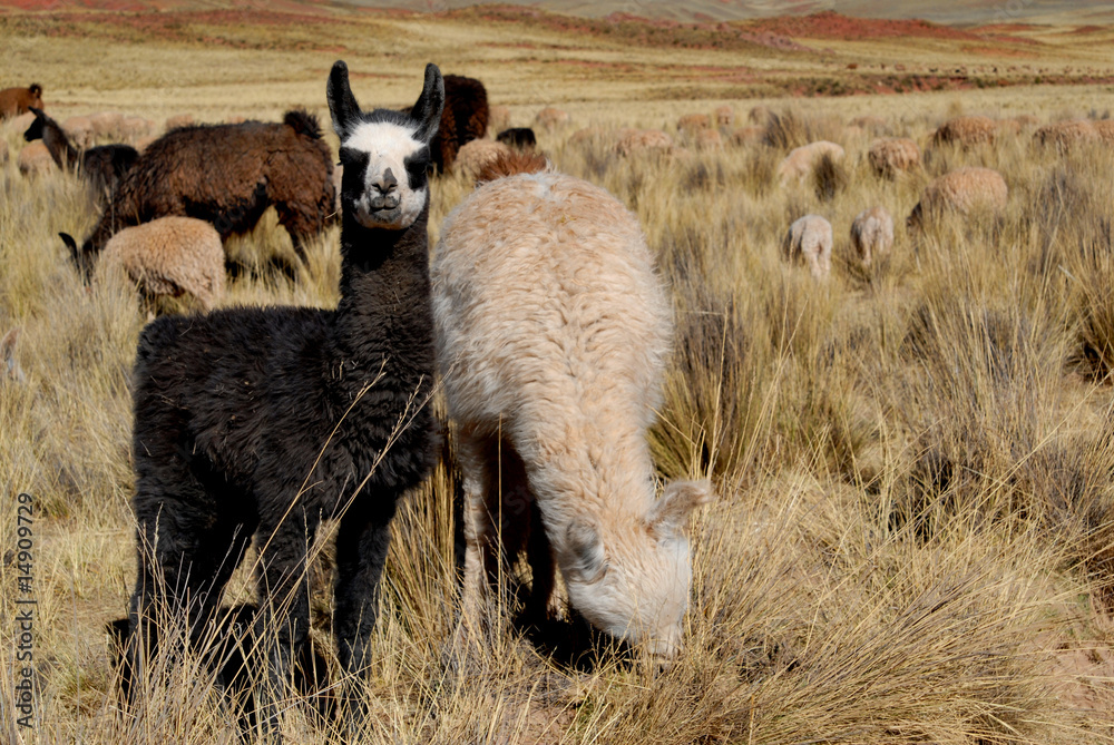 Obraz premium bolivia