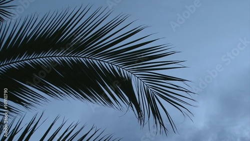 Movi Palme