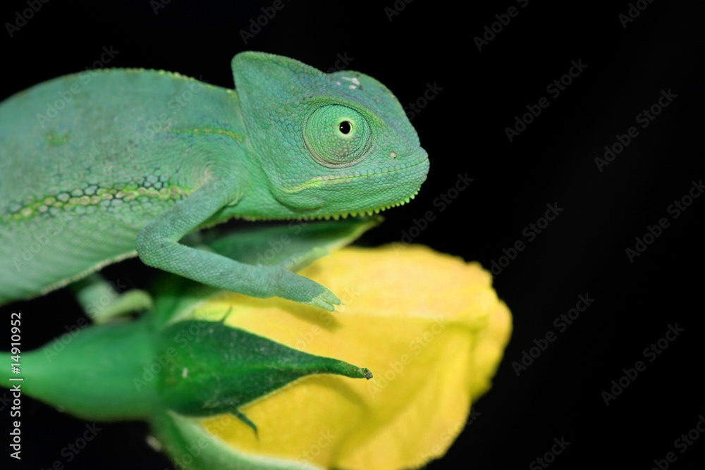 Fototapeta premium chameleon and yellow rose