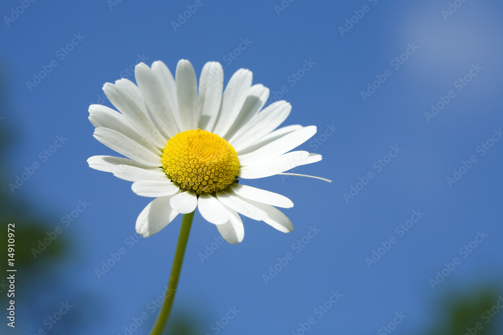 Paquerette sous ciel bleu