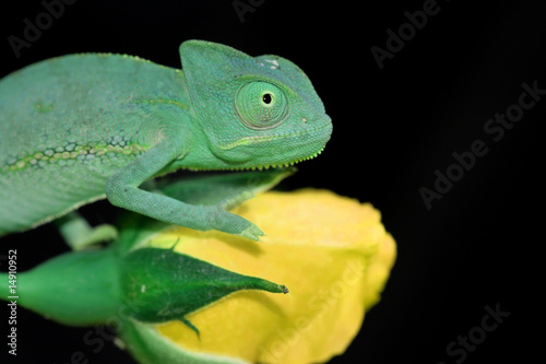 chameleon and yellow rose