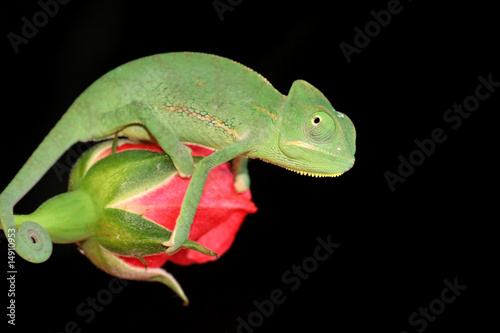 chameleon and rose