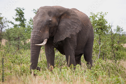 Elefant