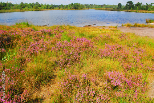 lake and heather