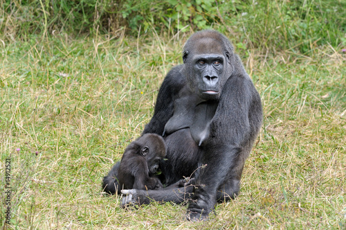 Gorille et son petit © Pascal Martin