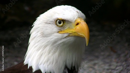 aigle à tête blanche photo