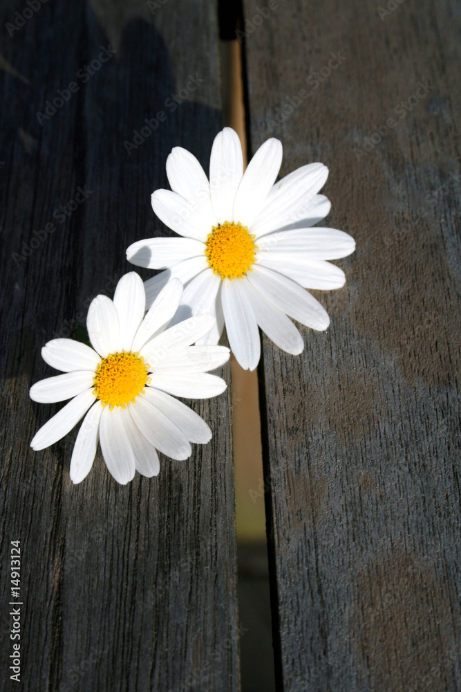 Obraz premium Margeriten