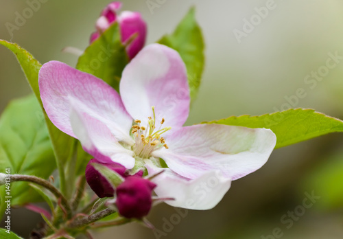 Apfelblüte