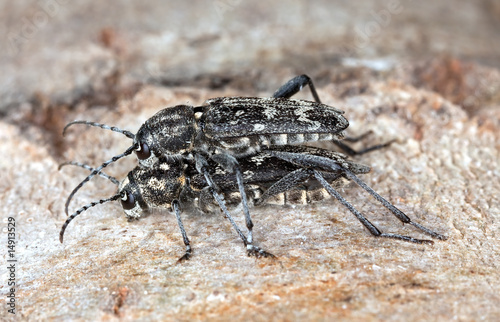 Mating Gray tiger longicorn (Xylotrechus rusticus) photo