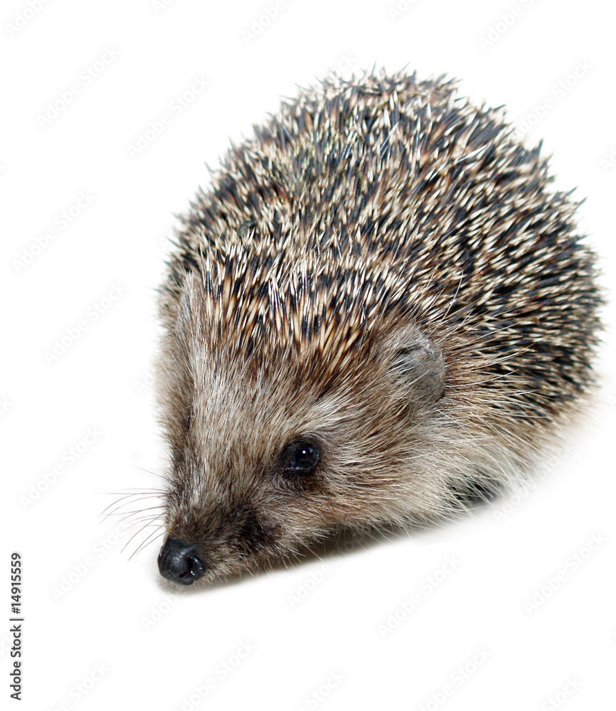 hedgehog hedgehog
