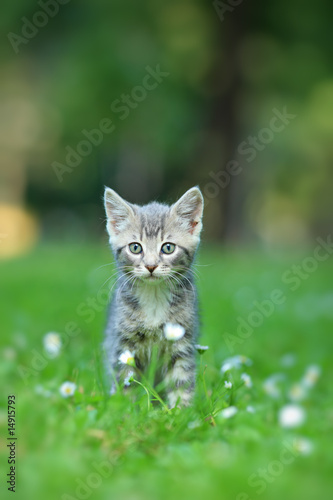 Gray cat posing outside © Ljupco Smokovski