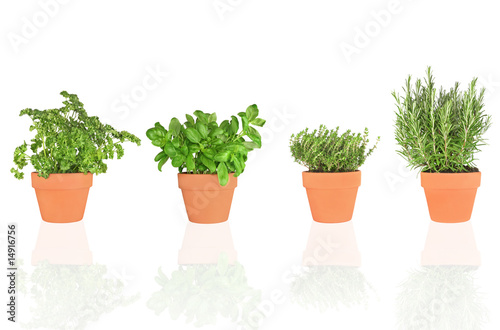 Parsley, Basil, Thyme and Rosemary Herbs