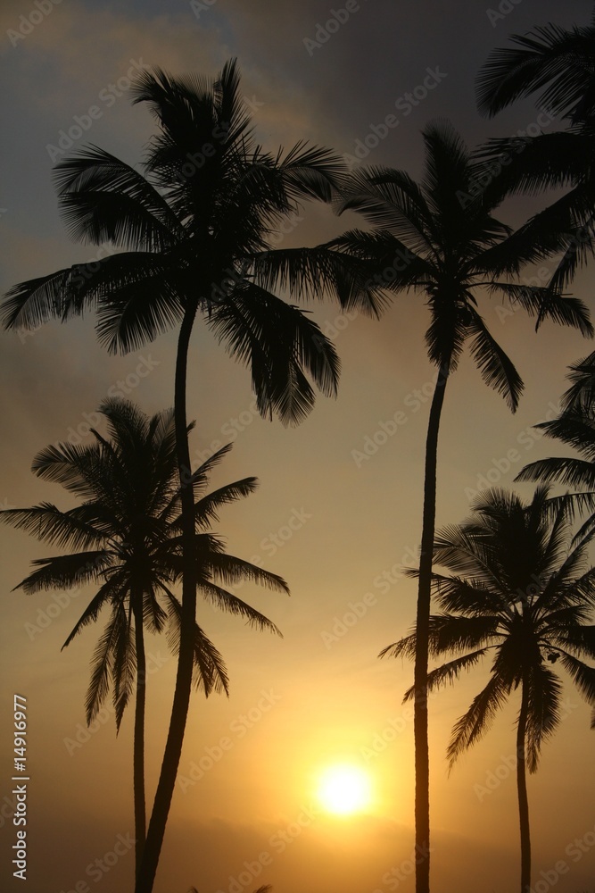 palmtree against dawn lights