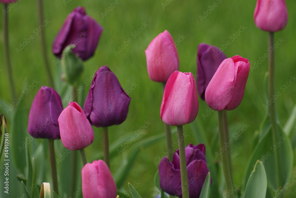 Fototapeta premium Tulipes