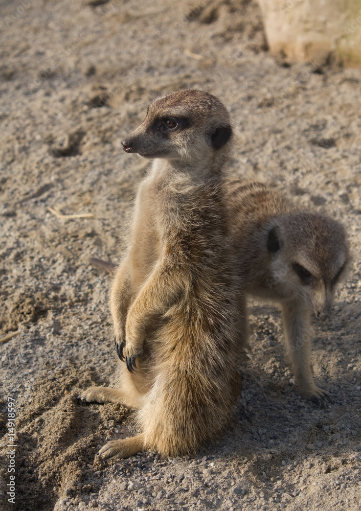 Fototapeta premium Erdmännchen (Suricata suricatta)