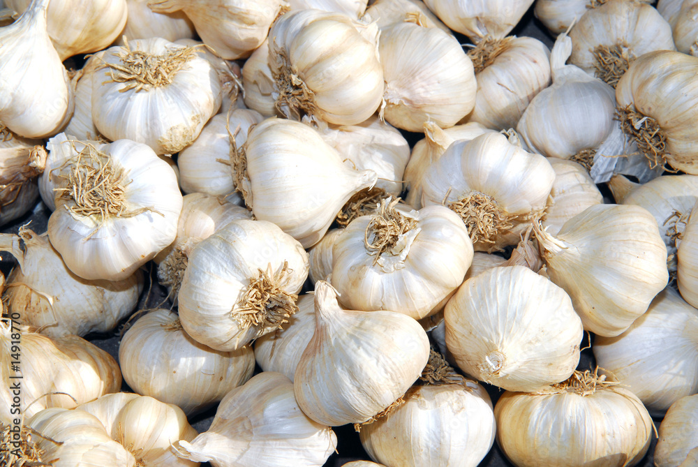 garlic