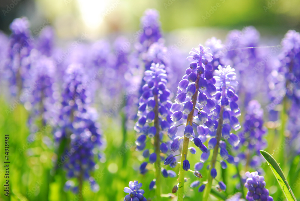 grape hyacinth in keukenhof holland grape hyacinth in keukenhof holland