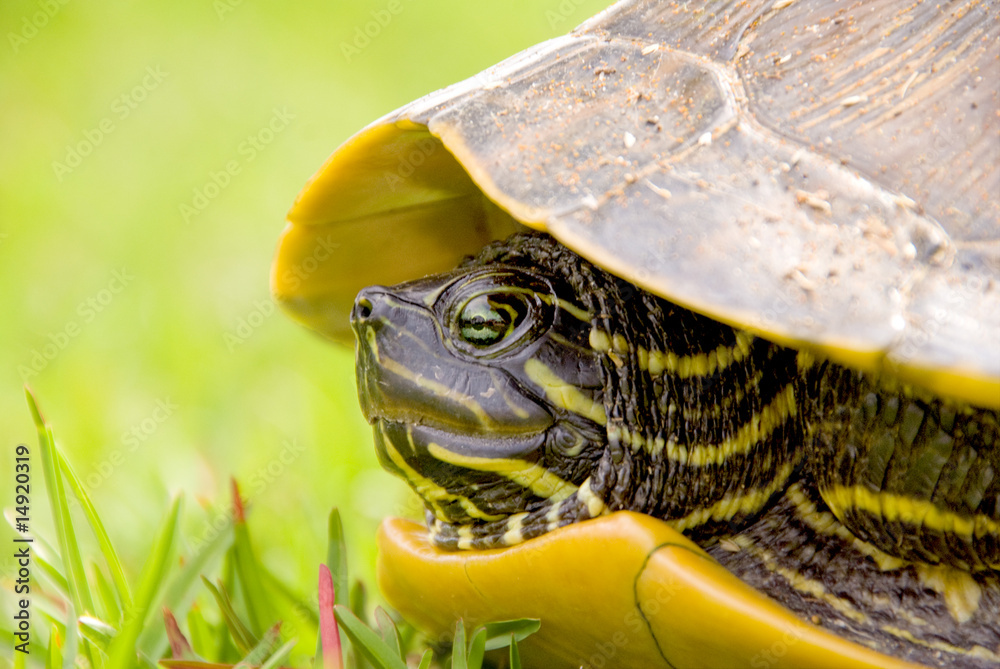 Obraz premium Painted Turtle