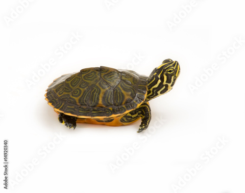 Isolated Baby Turtle