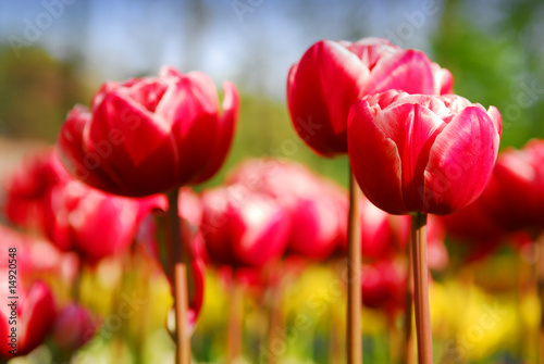 Fototapeta Naklejka Na Ścianę i Meble -  red tulips in keukenhof holland