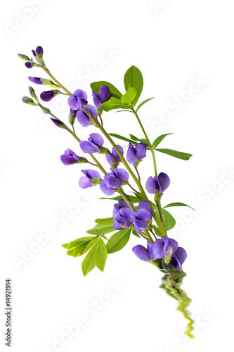 Fototapeta Naklejka Na Ścianę i Meble -  Baptisia flowers