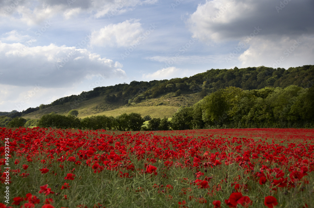 Poppy Field