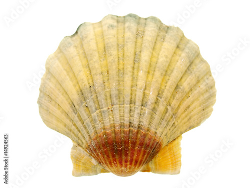 sea shells, beach holiday travel destinations