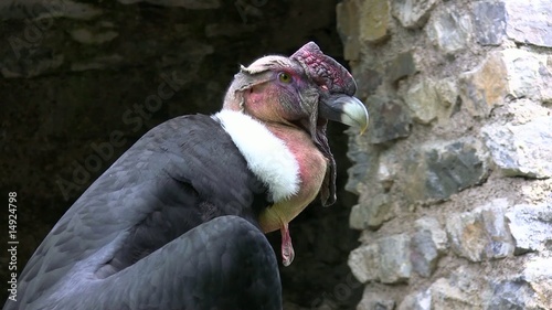 condor des andes