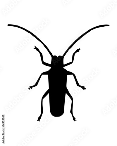 Käfer