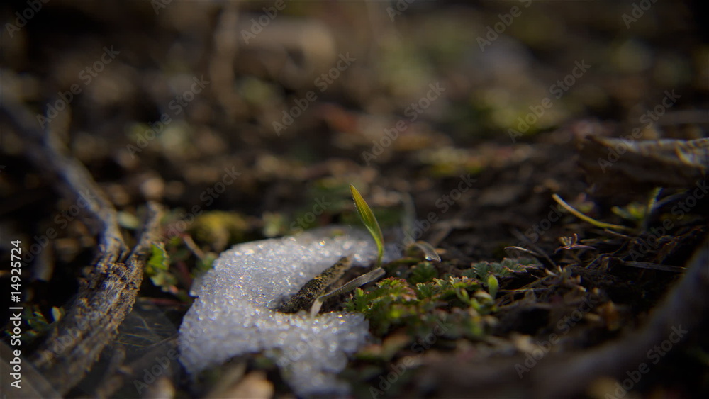 Snow Grass Snow Grass