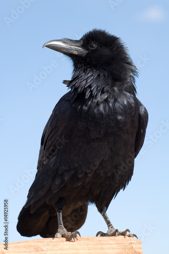 Black Crow