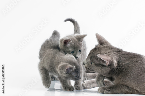 kittens