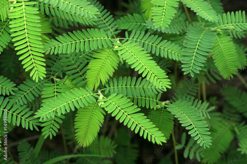 leaves